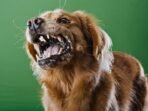 Lima kabupaten/kota, yakni Lahat, Empat Lawang, PALI, dan Muara Enim, resmi dinyatakan tertular rabies. Lima kabupaten/kota, yakni Lahat, Empat Lawang, PALI, dan Muara Enim, resmi dinyatakan tertular rabies