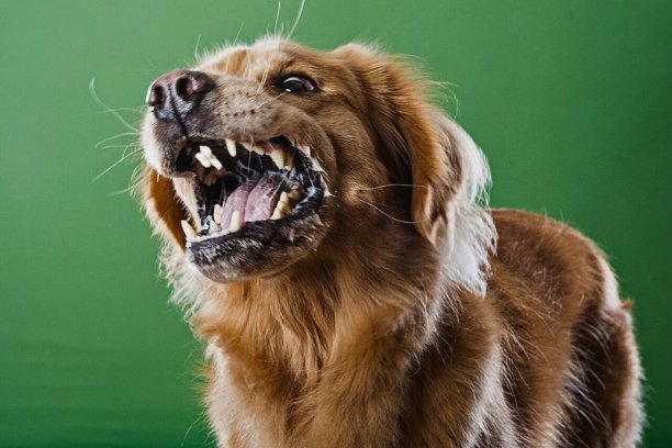 Lima kabupaten/kota, yakni Lahat, Empat Lawang, PALI, dan Muara Enim, resmi dinyatakan tertular rabies