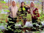 Kawasan Pulo Mas di Empat Lawang disulap menjadi kebun sayur subur untuk menyambut PEDA KTNA Sumsel 2025, menampilkan inovasi pertanian dan semangat petani lokal.
