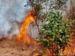 Luas kebakaran hutan dan lahan (karhutla) di Sumatera Selatan mencapai 3.859 hektare hingga September 2025. Angka ini turun drastis dibandingkan 2023, namun masih menjadi perhatian pemerintah dalam upaya pencegahan dan pengendalian karhutla di wilayah Sumatera.