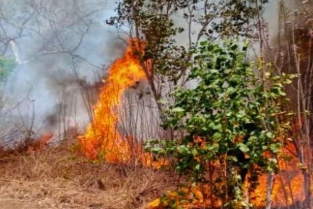 Luas kebakaran hutan dan lahan (karhutla) di Sumatera Selatan mencapai 3.859 hektare hingga September 2025. Angka ini turun drastis dibandingkan 2023, namun masih menjadi perhatian pemerintah dalam upaya pencegahan dan pengendalian karhutla di wilayah Sumatera.