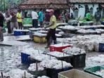 Sebagian petani karet di Kabupaten Ogan Komering Ilir (OKI), Sumatera Selatan mulai merasakan kenaikan harga getah karet kering. Namun, harga tersebut dinilai masih jauh dari ideal untuk memenuhi kebutuhan hidup sehari-hari.
