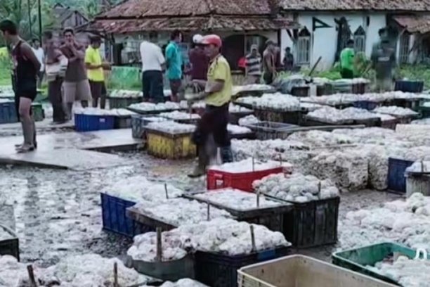 Sebagian petani karet di Kabupaten Ogan Komering Ilir (OKI), Sumatera Selatan mulai merasakan kenaikan harga getah karet kering. Namun, harga tersebut dinilai masih jauh dari ideal untuk memenuhi kebutuhan hidup sehari-hari.