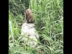 Mayat pria bernama Ricki Marciana ditemukan dalam karung di sawah Desa Ngulak III, Muba. Polisi selidiki penyebab kematian dan buru pelaku.