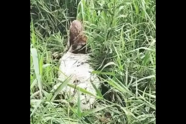 Mayat pria bernama Ricki Marciana ditemukan dalam karung di sawah Desa Ngulak III, Muba. Polisi selidiki penyebab kematian dan buru pelaku.