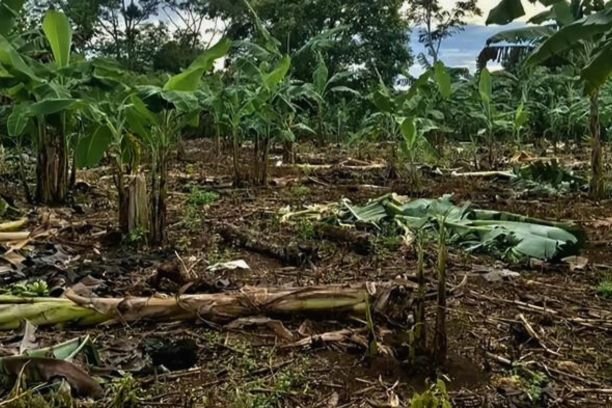 Gajah liar kembali menyerang kebun warga di Desa Sinar Danau, OKU Selatan. Warga resah karena kejadian berulang dan jarak lokasi dekat pemukiman.